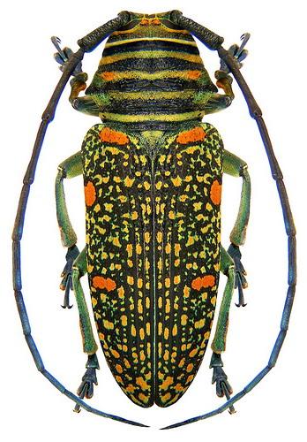 Zographus regalis regalis