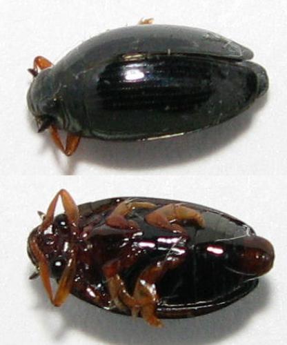 Réf. 61 446 : Gyrinus substriatus