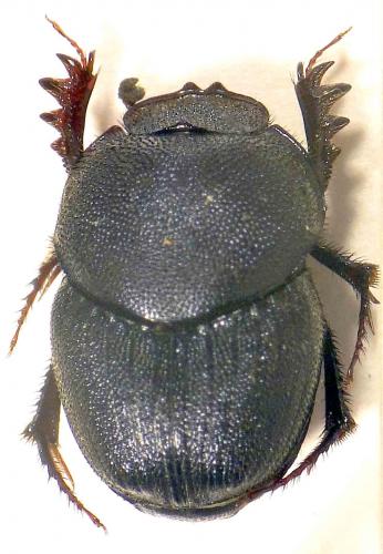 Onthophagus cupreus