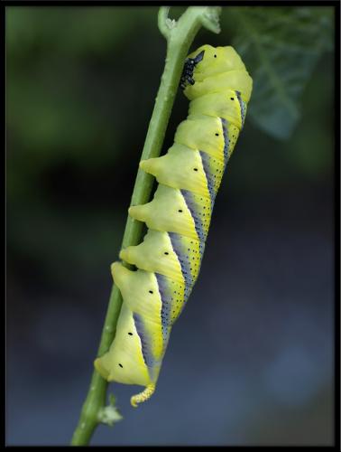 Réf. 61 192 : Acherontia atropos