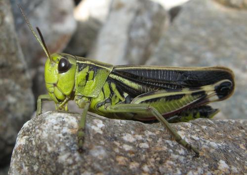 Réf. 61 265 : Arcyptera fusca