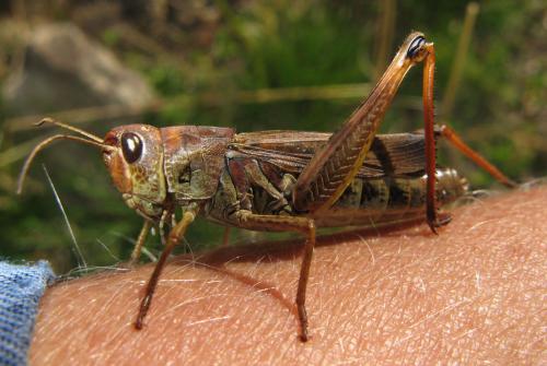 Stauroderus scalaris scalaris