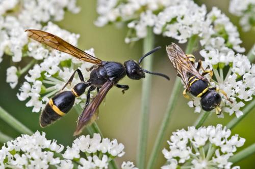 Discoelius zonalis
