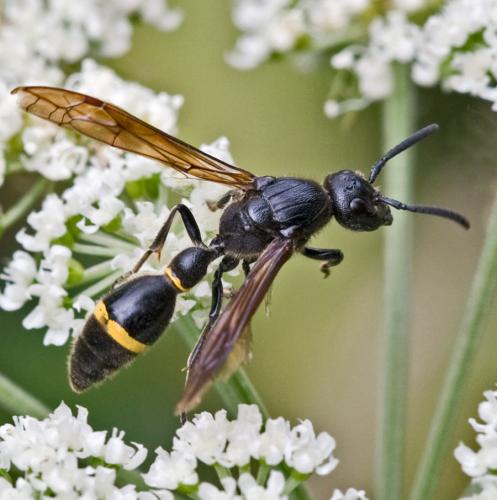 Réf. 61 391 : Discoelius zonalis