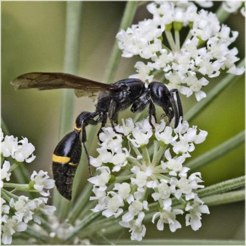 Réf. 61 307 : Discoelius zonalis