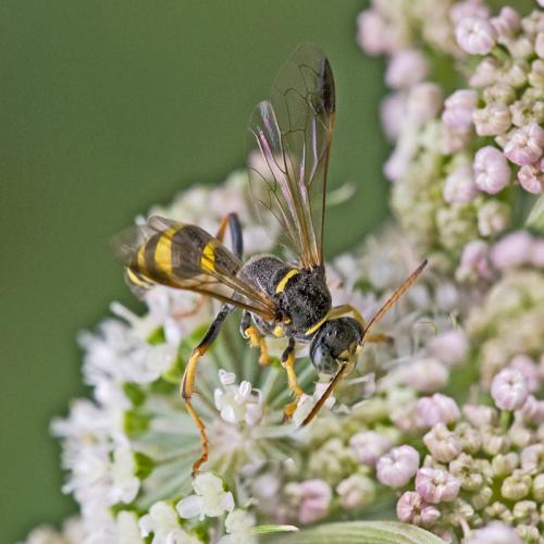 Gorytes laticinctus