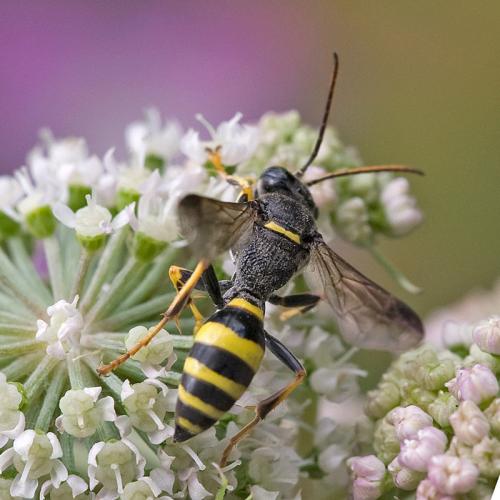 Gorytes laticinctus