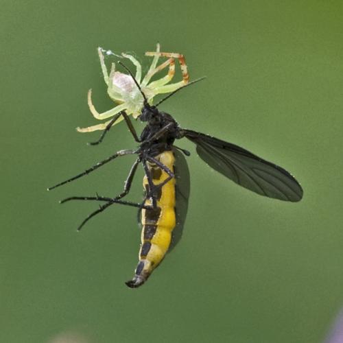 Sciara sp.
