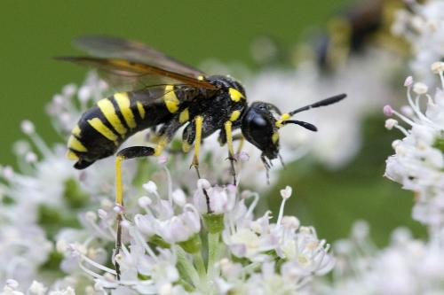 Tenthredo sp.