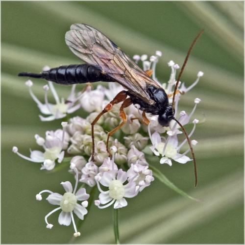 Réf. 61 445 : Apechthis compunctor