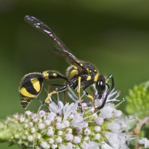 Eumenes papillarius