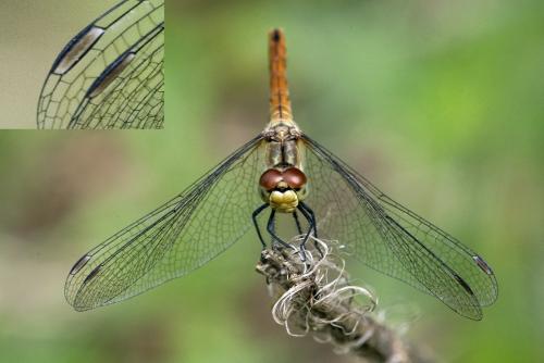 Sympetrum sanguineum