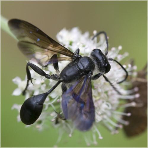 Isodontia mexicana