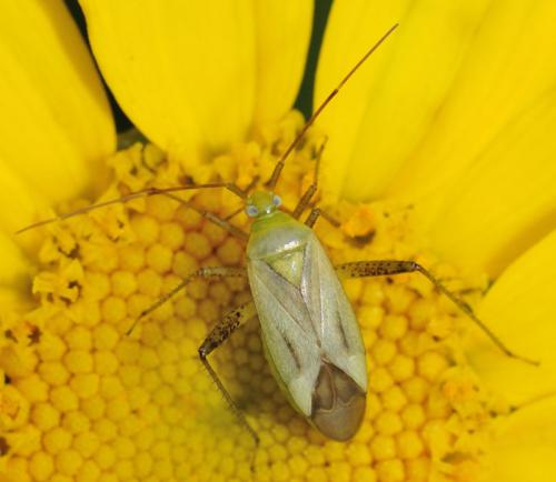 Réf. 61 788 : Adelphocoris quadripunctatus