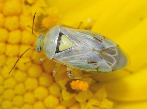 Lygus sp.