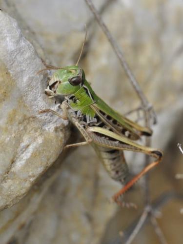 Réf. 61 671 : Stenobothrus nigromaculatus nigromaculatus