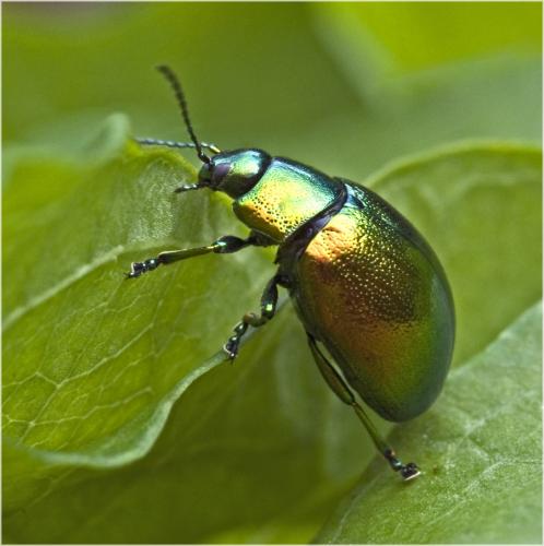 Chrysolina graminis
