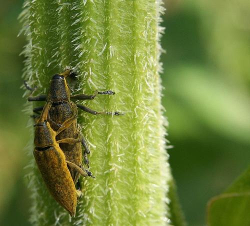 Réf. 61 431 : Lixus iridis