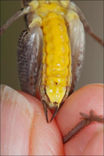 Pholidoptera sp.