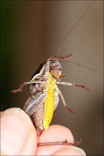 Pholidoptera sp.