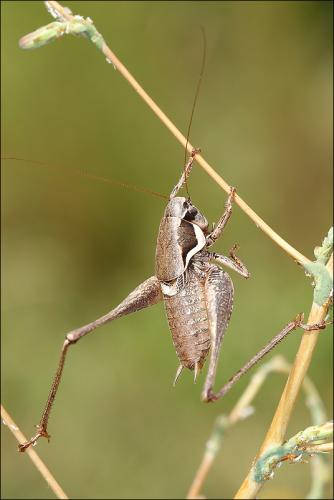 Pholidoptera sp.