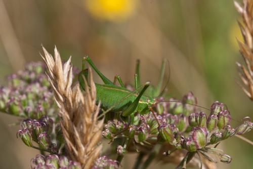 Réf. 61 545 : Leptophyes punctatissima