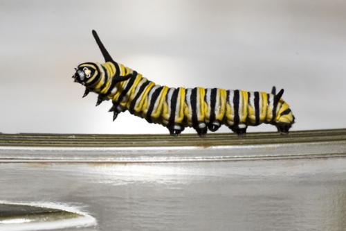 Réf. 61 897 : Danaus plexippus