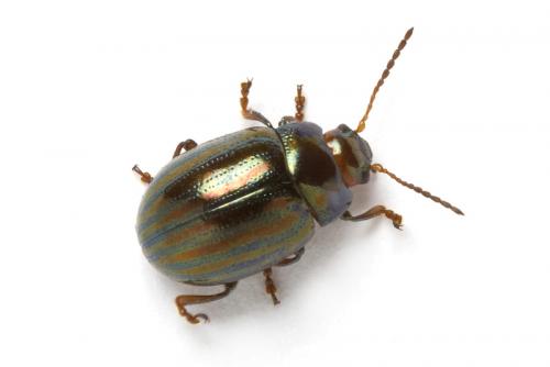 Réf. 61 552 : Chrysolina americana