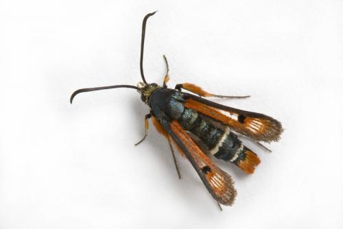 Réf. 61 551 : Pyropteron chrysidiformis