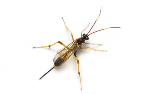 Acroricnus seductor