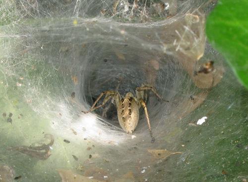 Agelena labyrinthica