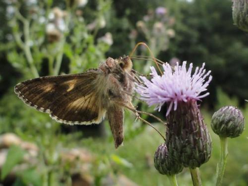 Autographa gamma