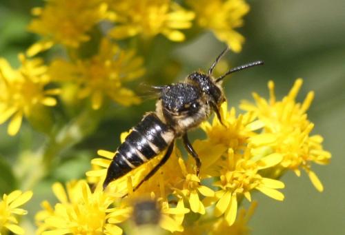 Réf. 61 809 : Coelioxys sp.