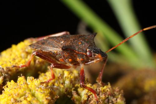 Picromerus bidens