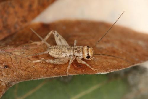 Eumodicogryllus bordigalensis bordigalensis