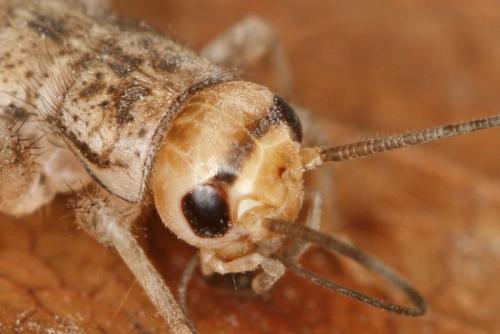 Eumodicogryllus bordigalensis bordigalensis