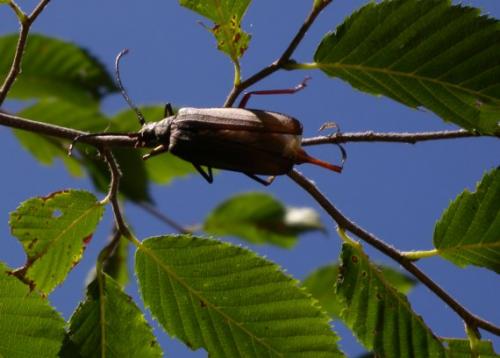 Aegosoma scabricorne