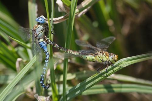 Aeshna affinis