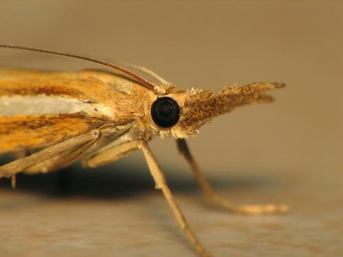 Agriphila tristella