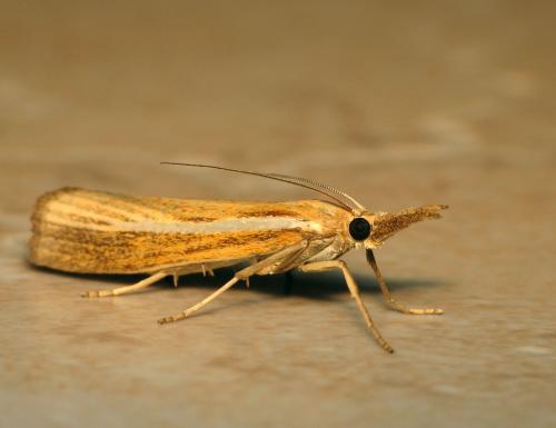 Réf. 61 731 : Agriphila tristella