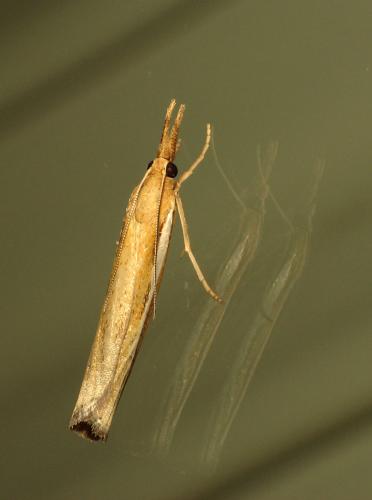 Réf. 61 732 : Agriphila tristella