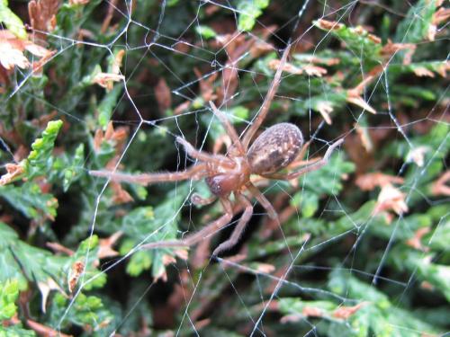 Amaurobius sp.