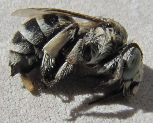 Amegilla albigena