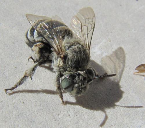 Amegilla albigena