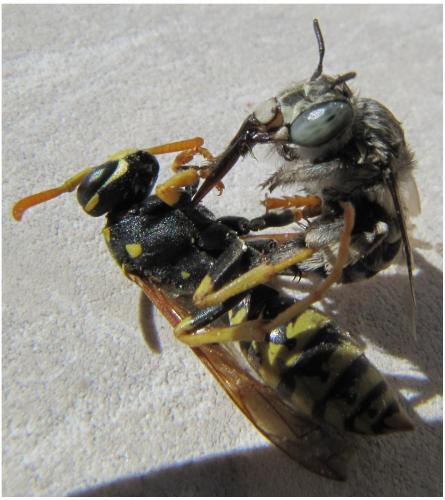 Amegilla albigena
