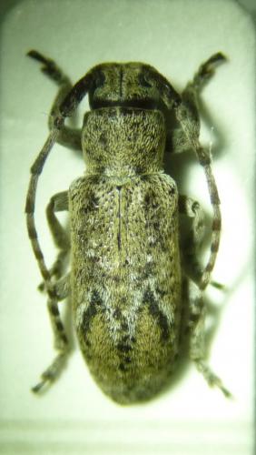Albana m-griseum