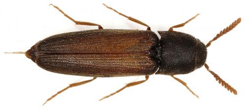 Réf. 61 673 : Isorhipis marmottani