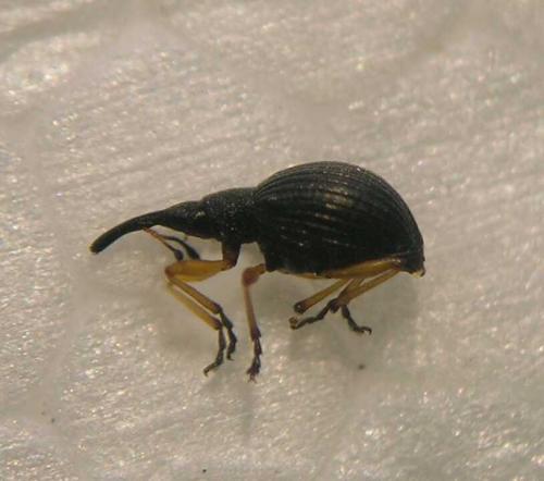 Protapion fulvipes