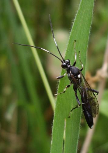 Réf. 61 091 : Achaius oratorius