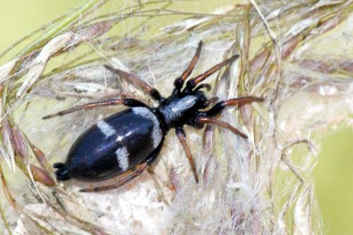 Aphantaulax sp.